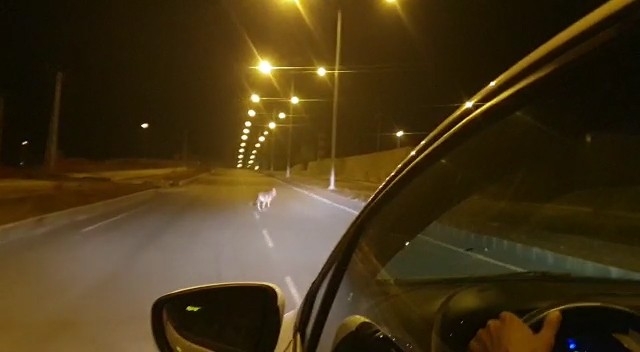 Ardahan’da kurt şehir merkezine indi