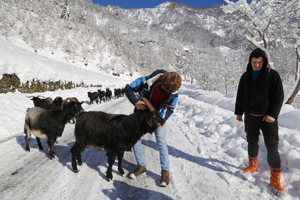 Artvin’de besicilerin zorlu kış şartlarıyla mücadelesi