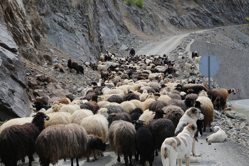 Artvin’de yaylalara göç başladı