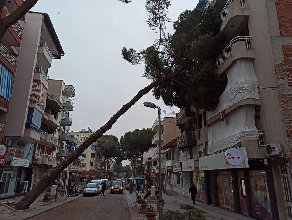 Asırlık çam ağacı apartmanın üzerine devrildi