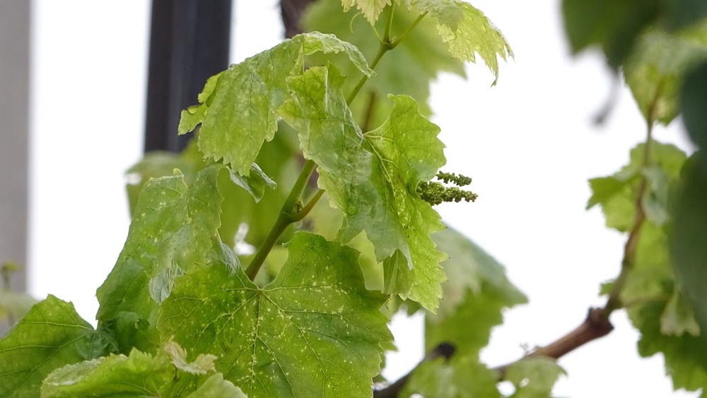 Asma Ağacı Kış Ortasında İkinci Meyvesini Verdi
