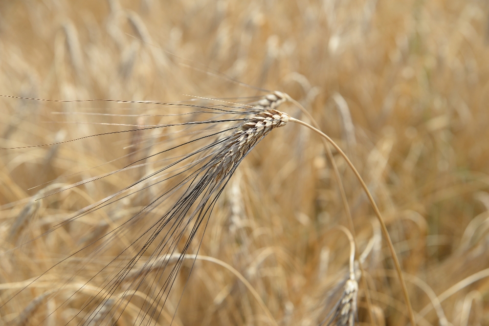 Ata tohumu karakılçık Çukurova’nın bereketli toprağıyla buluştu