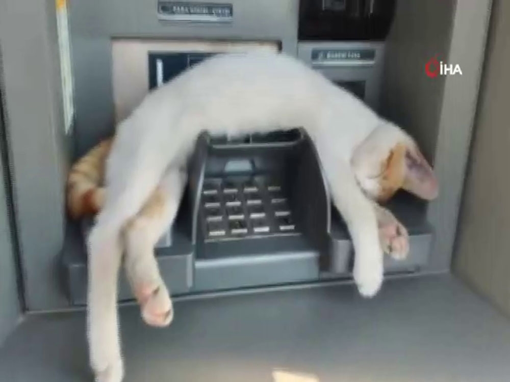 ATM’de uyuyan kedi görenleri gülümsetti