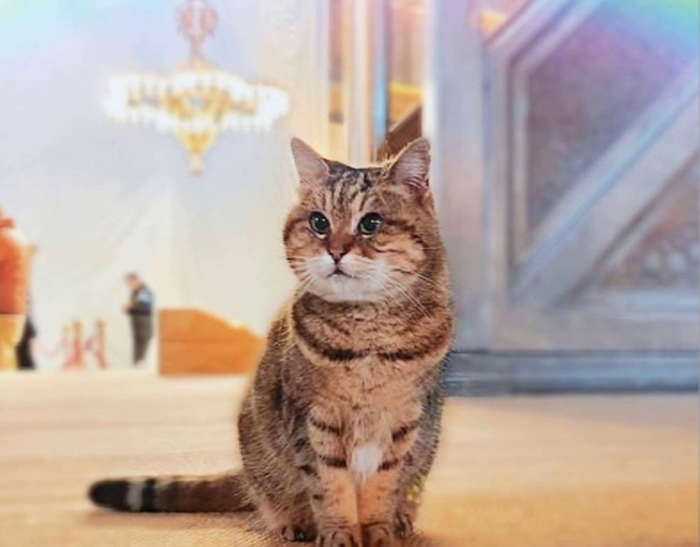 Ayasofya’nın kedisi Gli’ye izolasyon