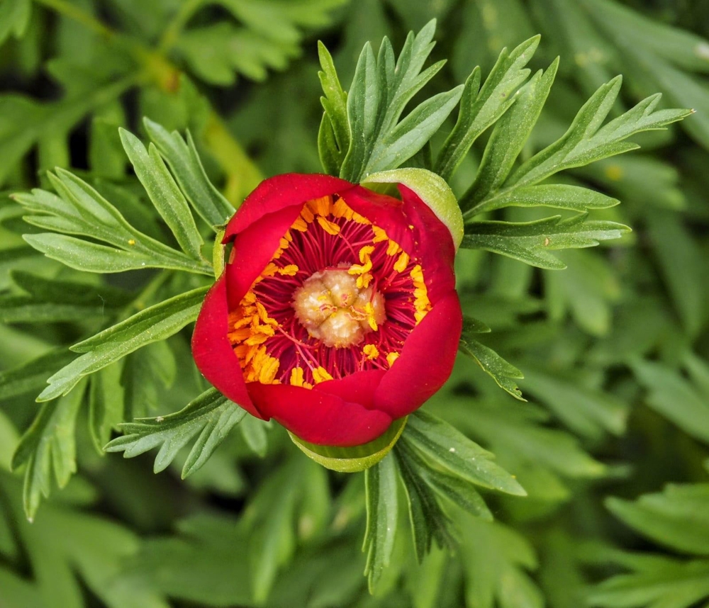 ’Ayı gülü’ açtı...Bu çiçeği koparan yandı