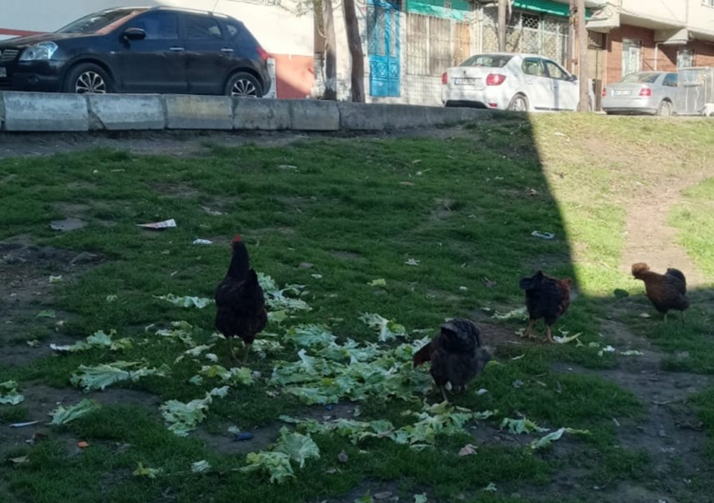 Bağcılar’da zabıta ekiplerini şoke uğratan ihbar