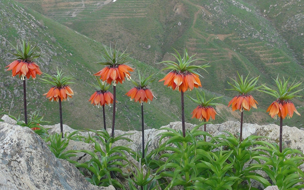 Baharın müjdecisi ters laleler açmaya başladı