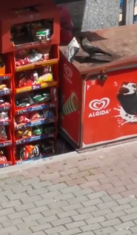 Bakkaldan cips çalan karga kamerada