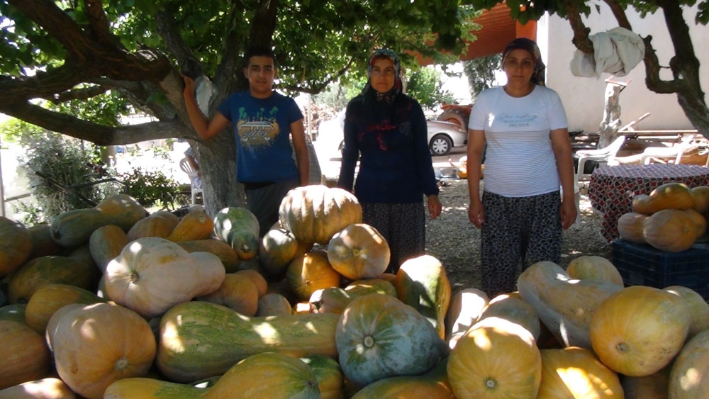 Bal kabağı hasatı sancılı başladı