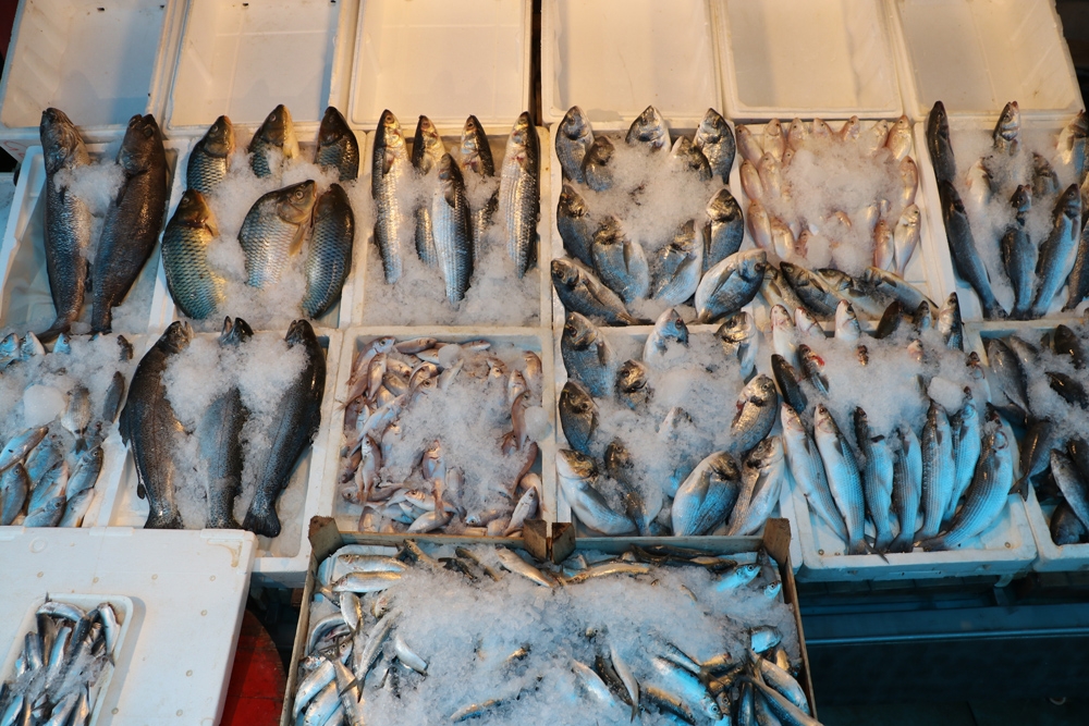 Balıkçılar 1 Eylül’de 