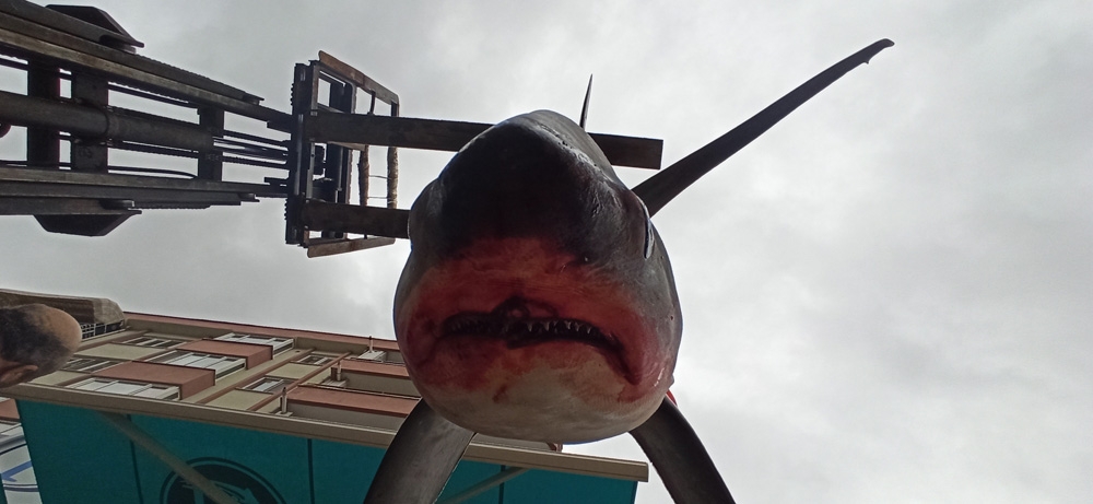 Balıkçıların Ağına 200 Kiloluk Köpek Balığı Takıldı