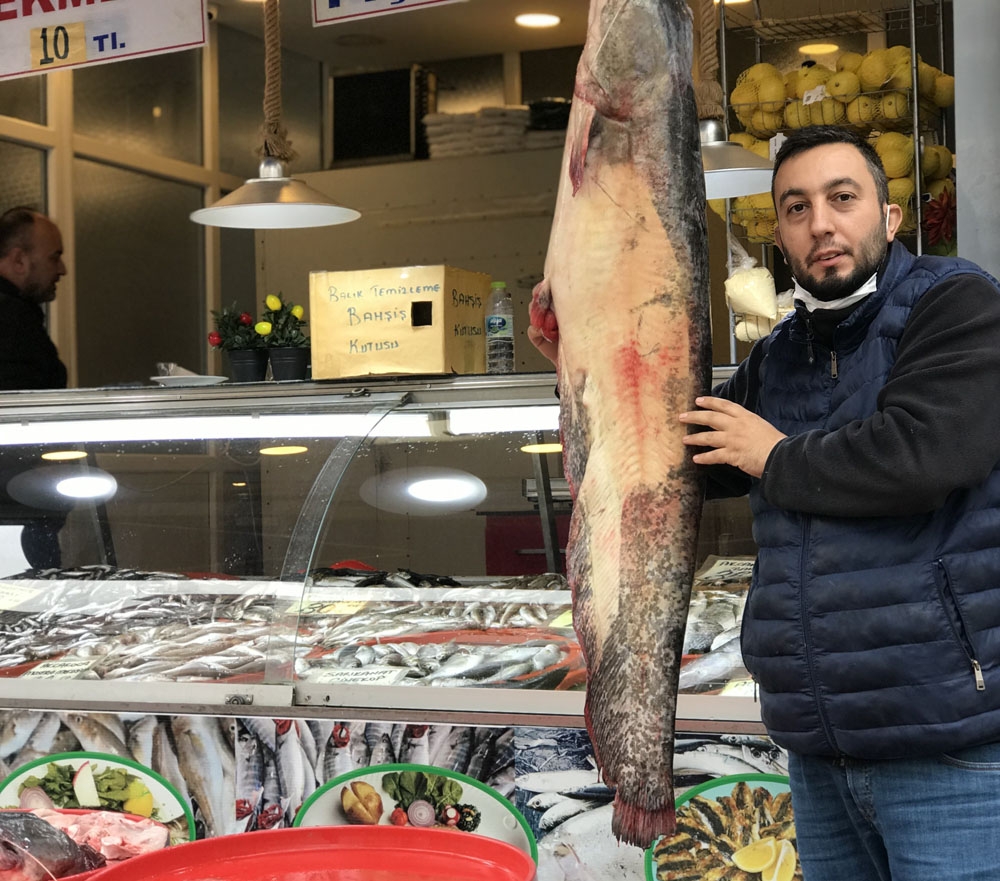 Balıkçıların ağına takılan insan boyunda balık görenleri şaşırtıyor