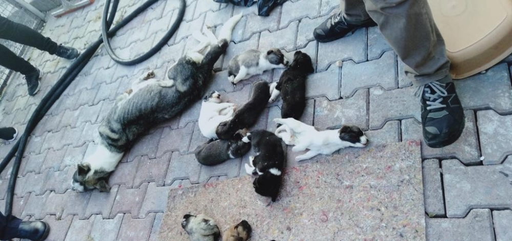 Barınakta 20 Köpek Ölüsü Bulan Hayvanseverler Şoke Oldu