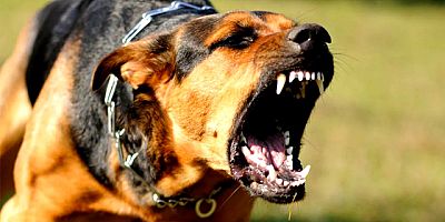 Başıboş sokak köpeği sorunu çözülüyor! 3 bakanlık harekete geçti