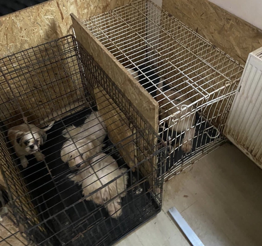 Başkent’te 68 köpeğin ses tellerini kesen kadına ve kayınvalidesine 42 bin 891 TL ceza