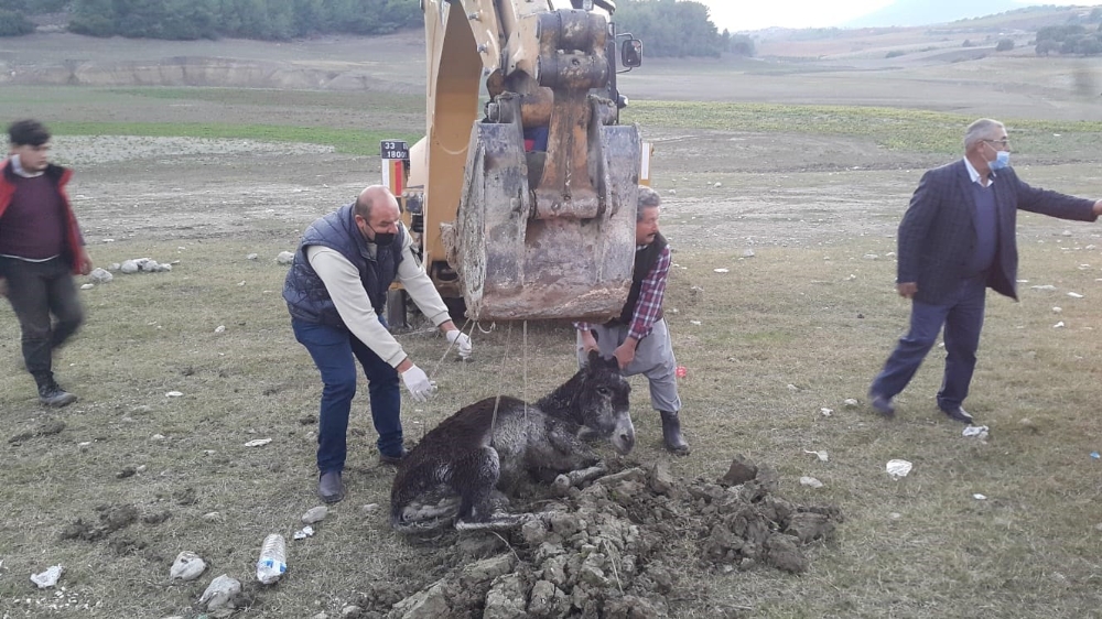 Bataklığa saplanan yaralı eşek ekiplerce kurtarıldı