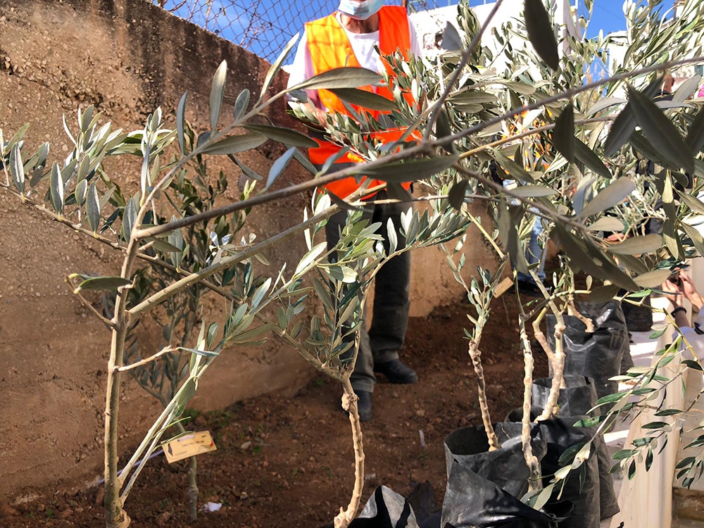 Batı Şeria’da, Filistinli şehitler için 10 bin zeytin fidanı dikildi