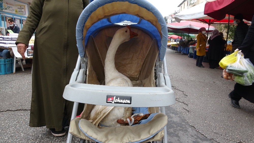 Bebek arabasındaki kazı görenler şaşkına döndü