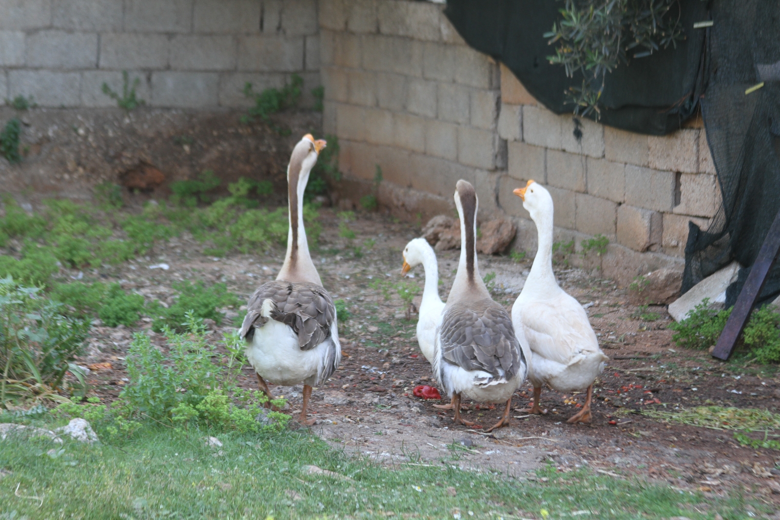 Beslediği kazların saldırısına uğradı!