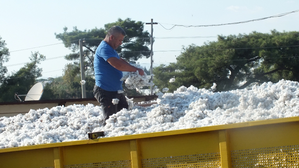 Beyaz Altında Bereketli Hasat