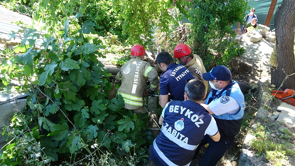 Beykoz’da yarım asırlık dut ağacı binanın üzerine devrildi