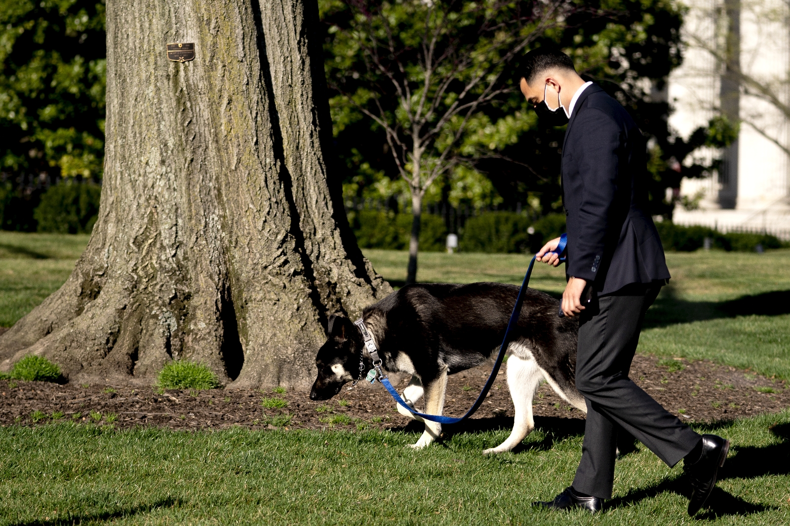 Biden’ın köpeği bir çalışanı ısırdı
