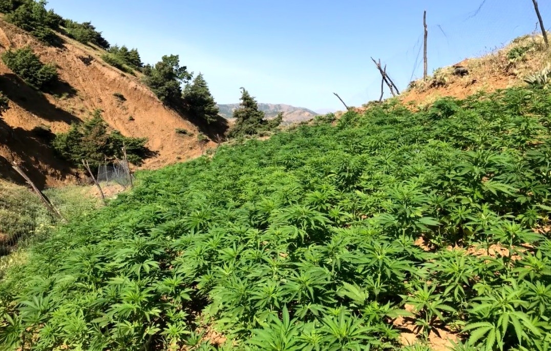 Bingöl’de uyuşturucuya darbe: 110 bin kök kenevir ve 19 kilo esrar ele geçirildi