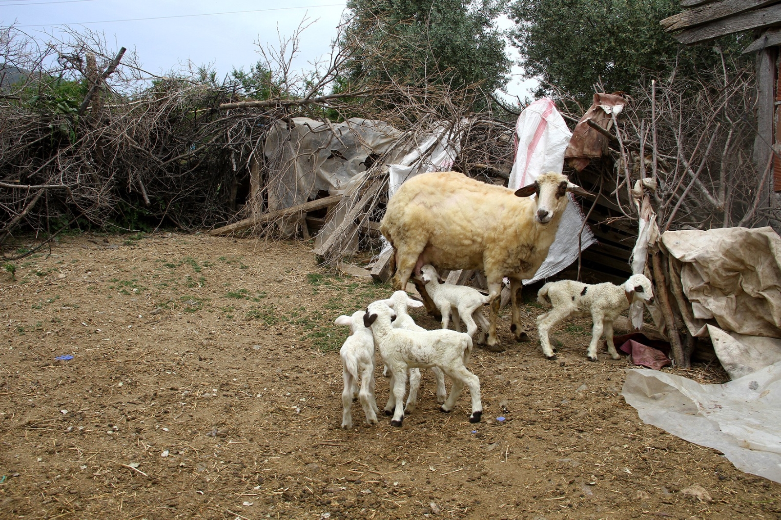 Bir batında 7 kuzu doğuran koyun şaşırttı