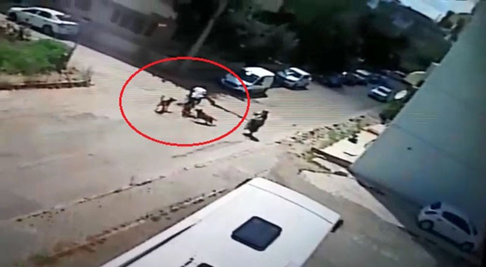 Bisiklet sürerken köpeklerin saldırısına uğrayan genç otomobille çarpıştı
