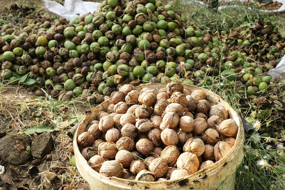 Bitlis çiftçisi bu yıl cevizden 150 milyon TL kazanacak