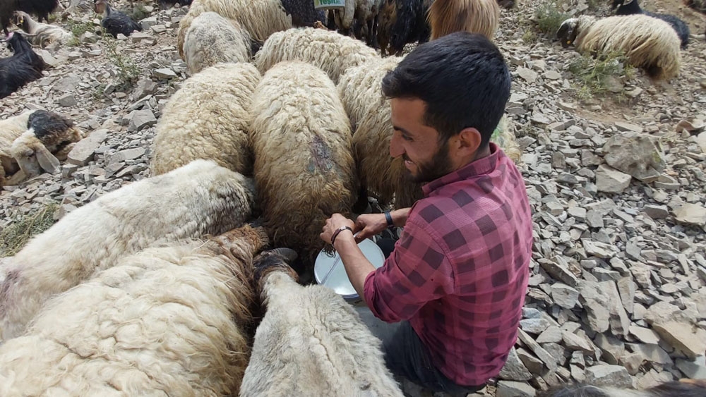 Bitlis’te berivanlar sezonu açtı