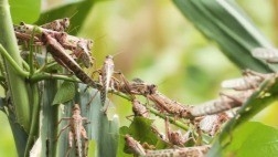 BM: “25 yılın en kötü istilası”