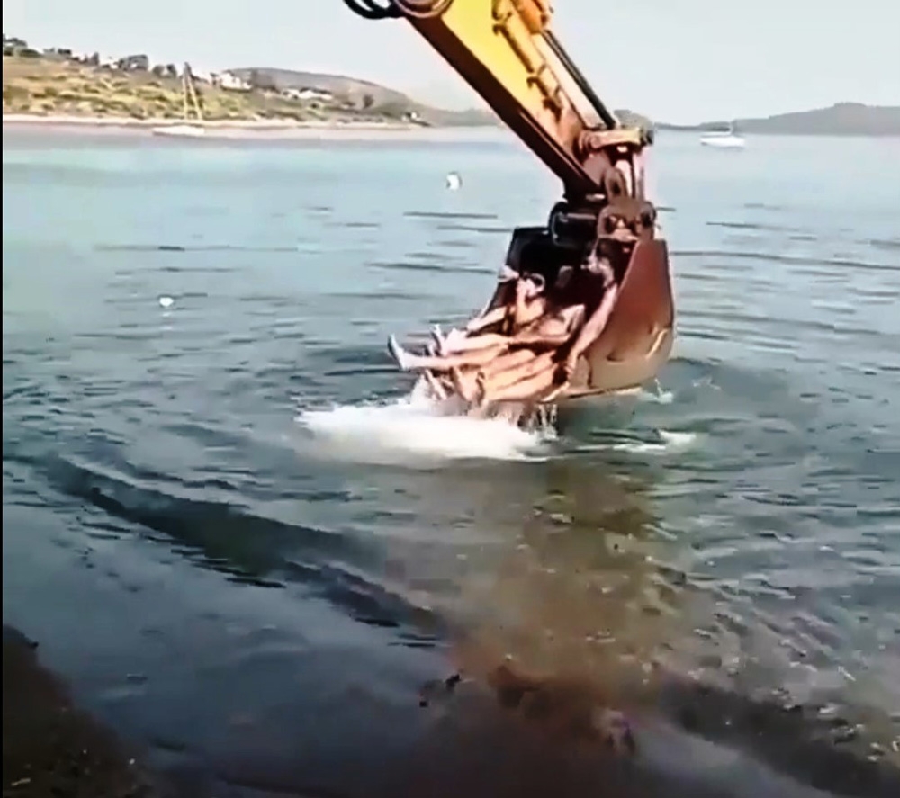 Bodrum’da kepçeli deniz keyfi