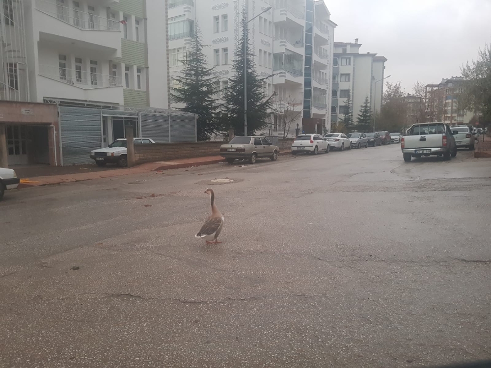 Boş sokakta kaz gezintiye çıktı