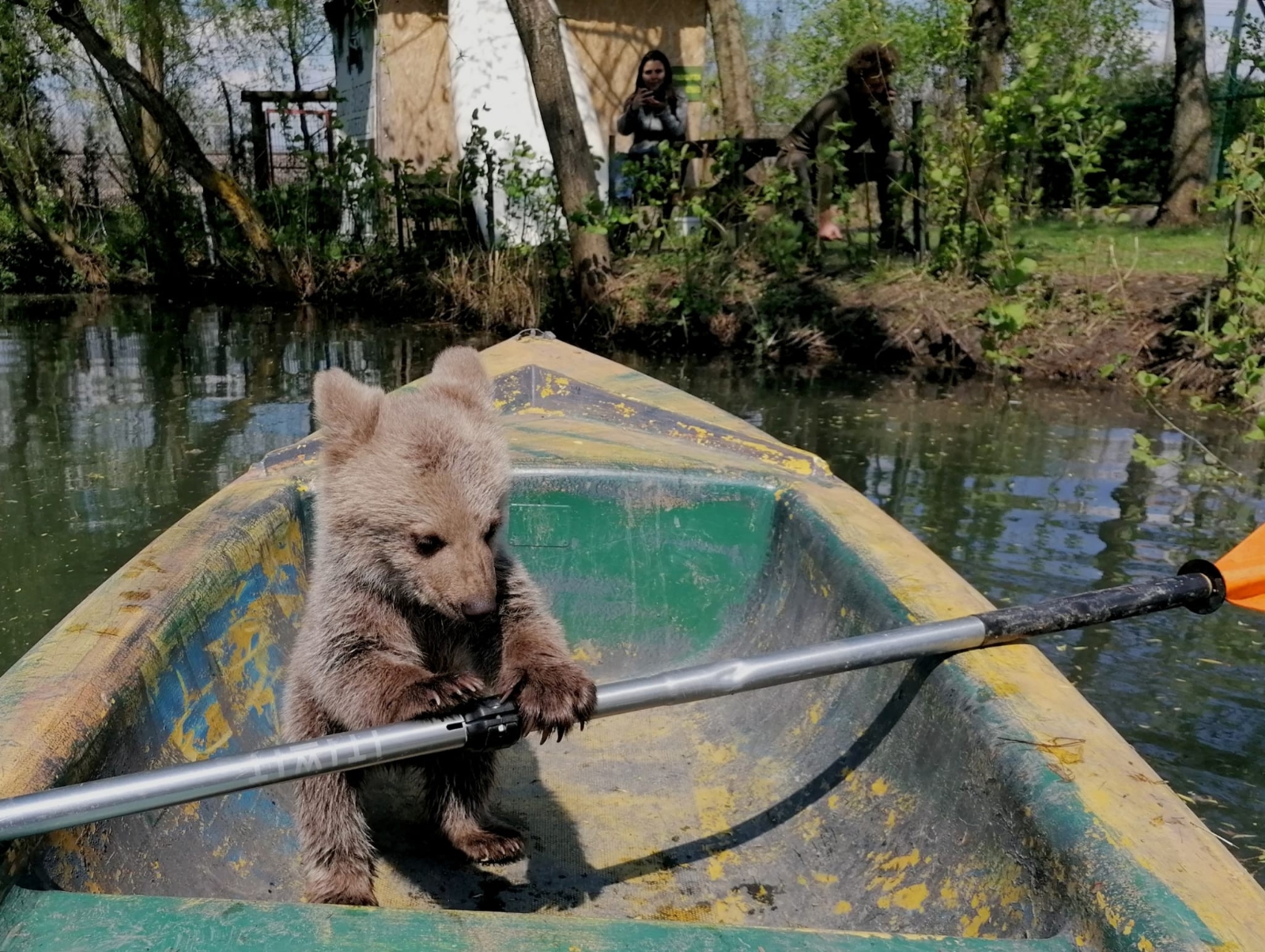 Böyle tatlı ayı görmediniz