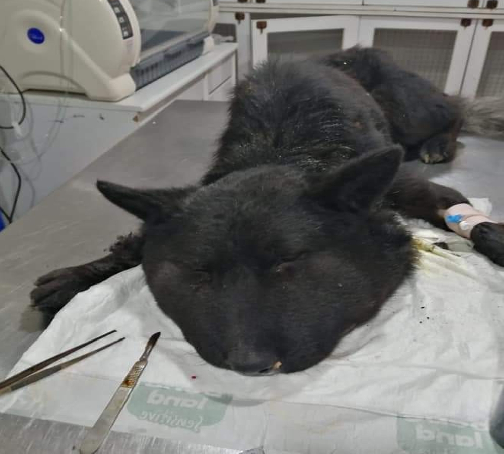 Boynuna Lastik Bağlanan Köpek Ölüme Terk Edildi