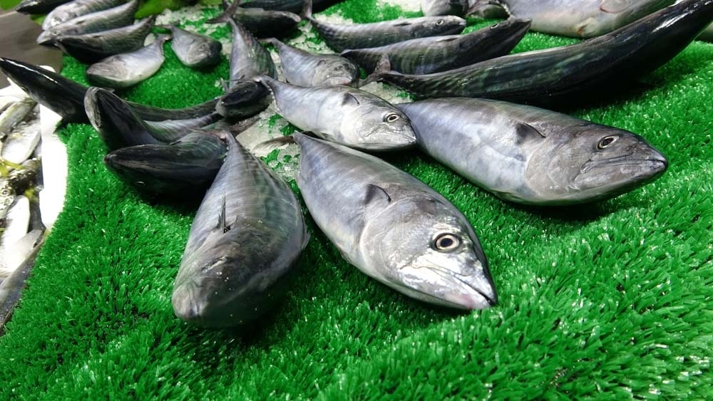 Bu balık sezonunda ilk defa yaşandı