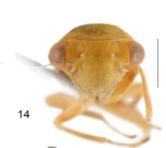 Bu böcek dünyada ikinci, Türkiye’de ilk defa Elazığ’da görüldü