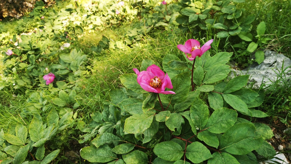 Bu çiçeği koparmak ya da zarar vermenin cezası 60 bin lira