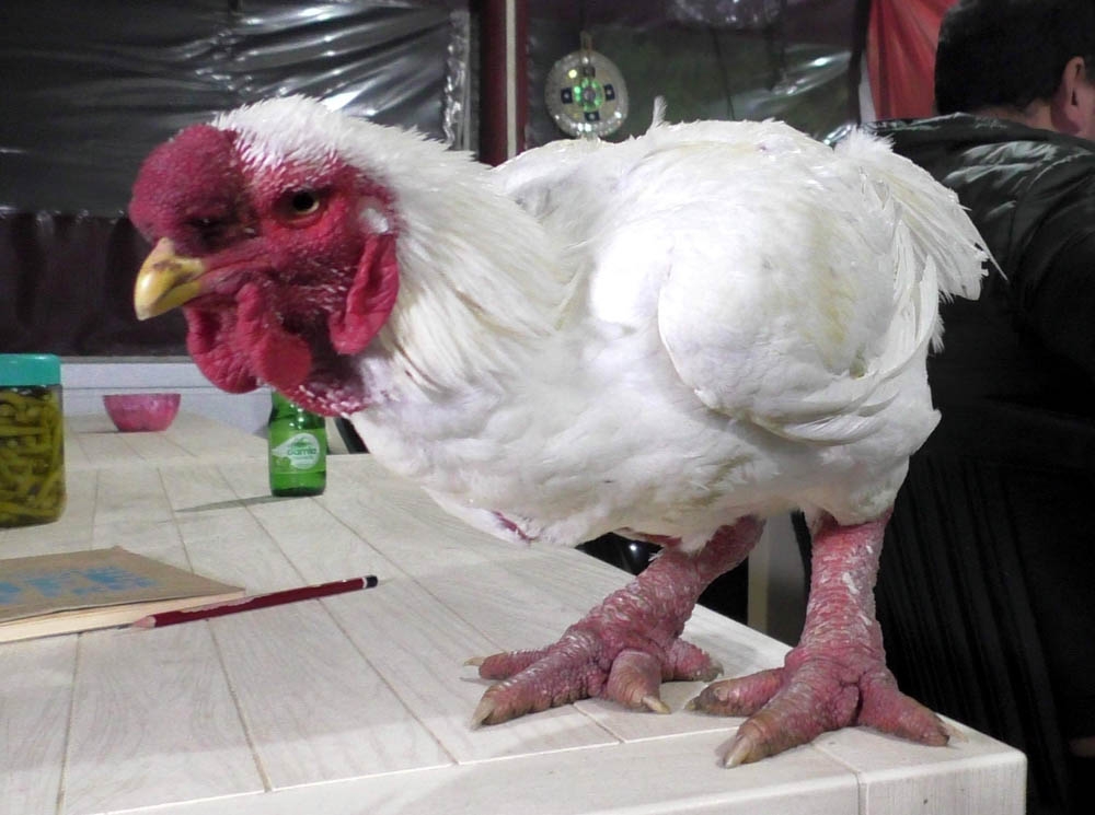 Bu Horozun Bir Kap Çorbası 350 Dolar