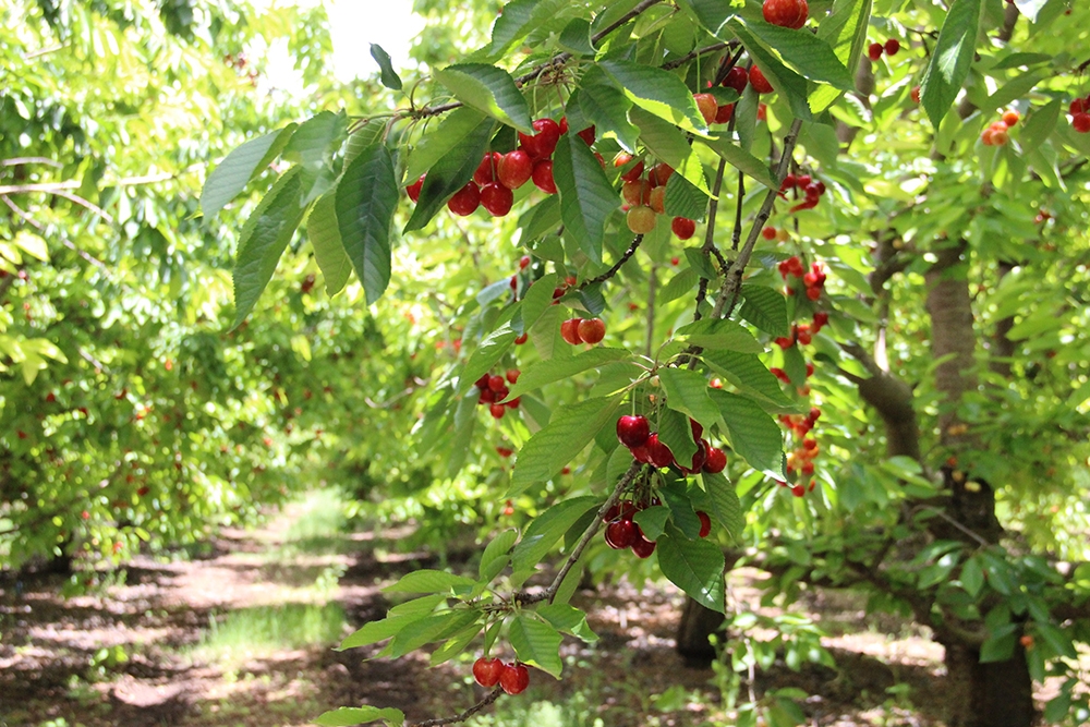 Bu kirazlar bir yıl önce dalında satılıyor