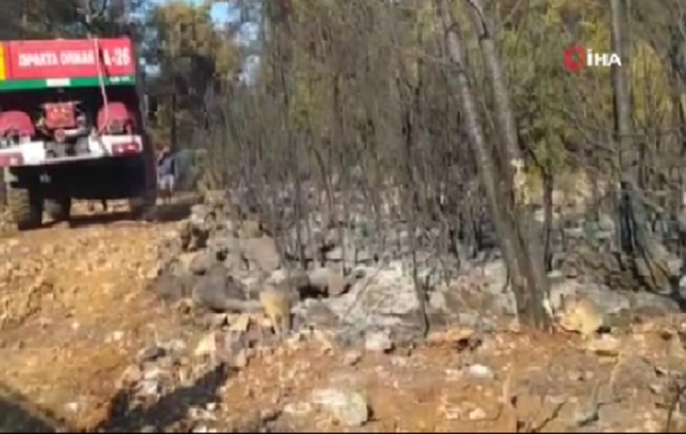 Burdur’da orman yangını 4 saatte kısmen kontrol altına alındı