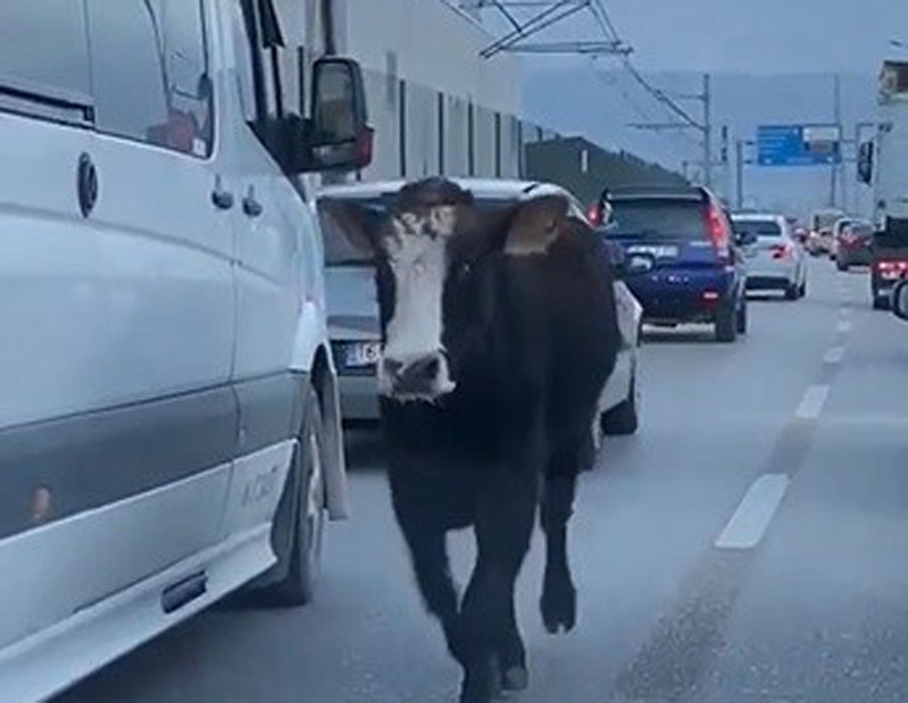 Bursa trafiğinde dana şoku...