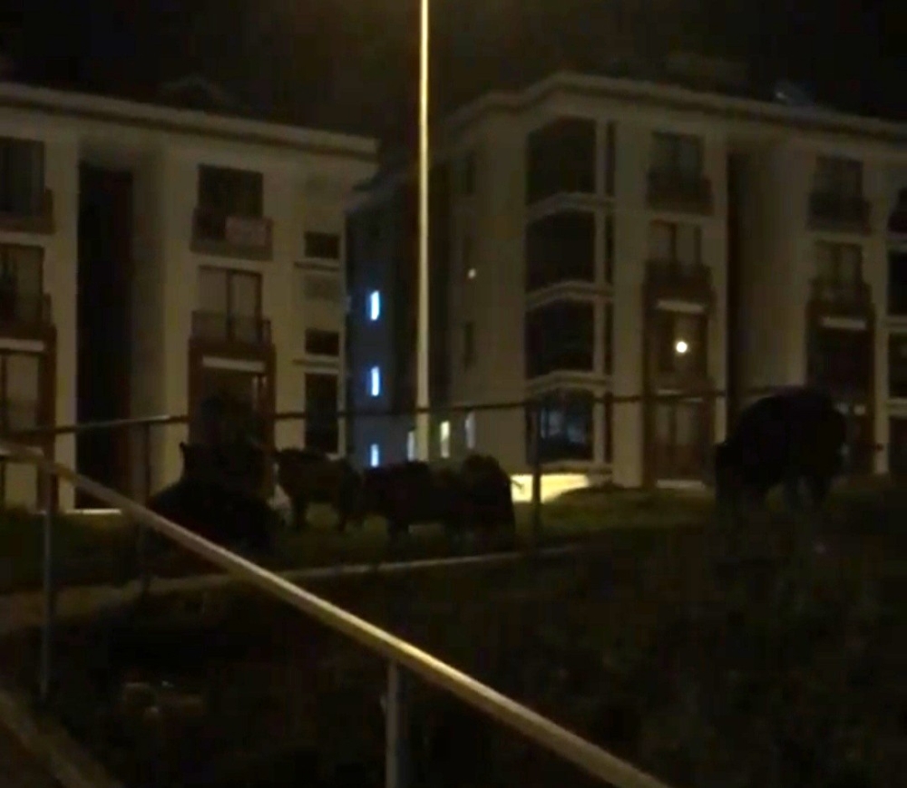 Bursa’da aç domuzlar şehire indi