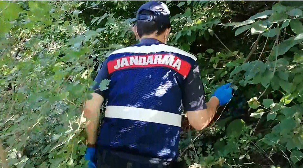 Bursa’da bin 500 kök kenevir ele geçirildi