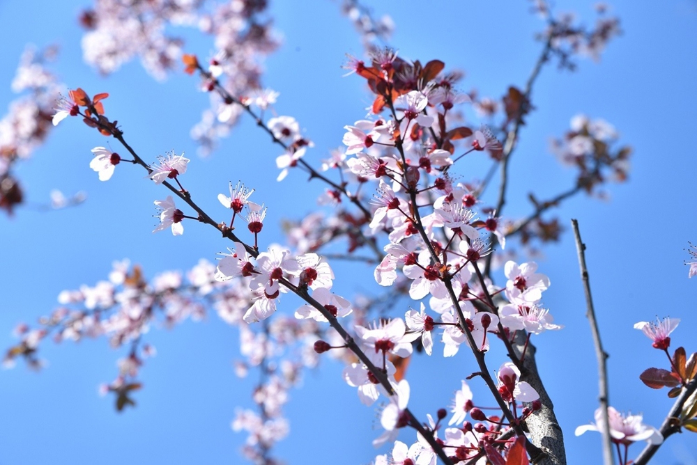 Bursa’da erik ve bademler çiçek açtı