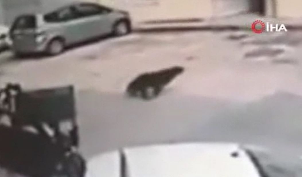 Bursa’da jip sürücüsünün uyuyan köpeği ezdiği anlar güvenlik kamerasına yansıdı