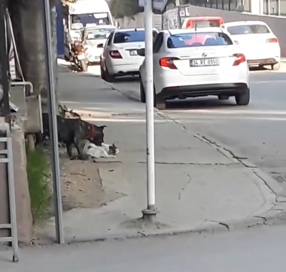 Bursa’da pitbull dehşet saçtı