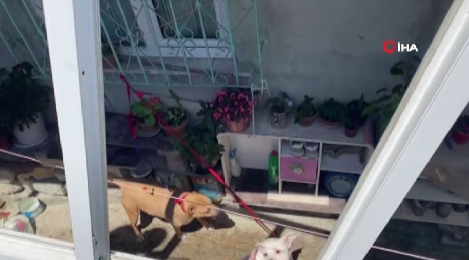 Bursa’da pitbull dehşeti, o anlar kamerada