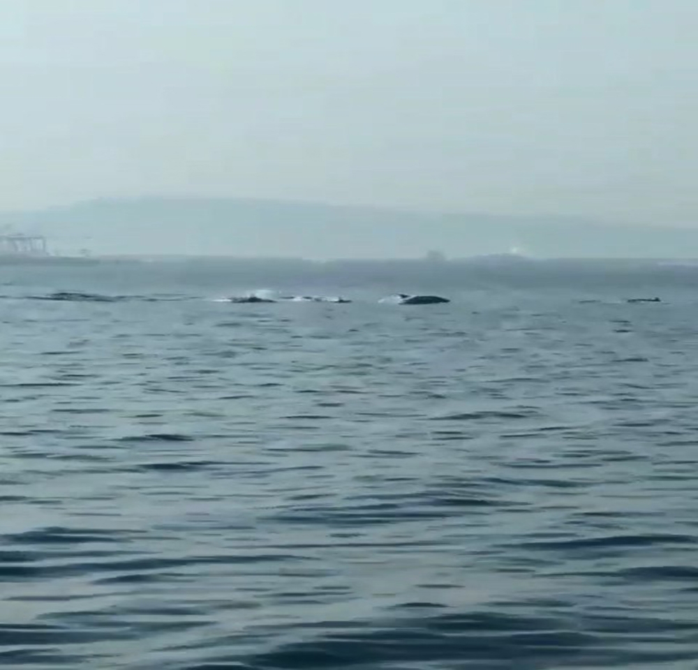 Bursa’da yunusların şovu büyüledi